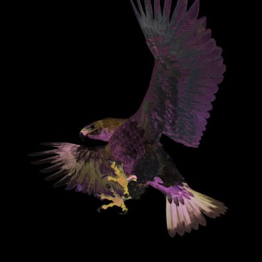 Aigle