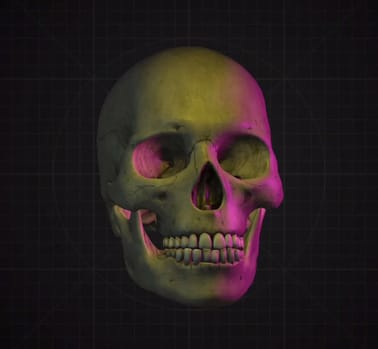 Skull